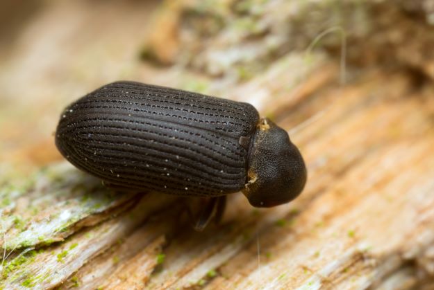 Woodworm Beetle